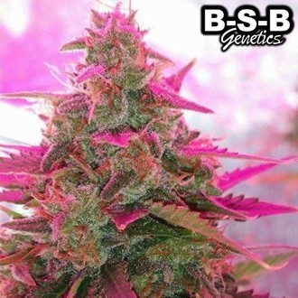 Auto Sweet Tooth (BSB Genetics) Feminisoidut