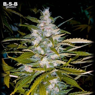 Auto Critical+ (BSB Genetics) feminisoidut