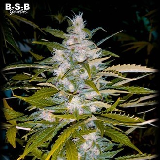 Auto Critical+ (BSB Genetics) Feminisoidut