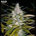 Auto Critical+ (BSB Genetics) Feminisoidut