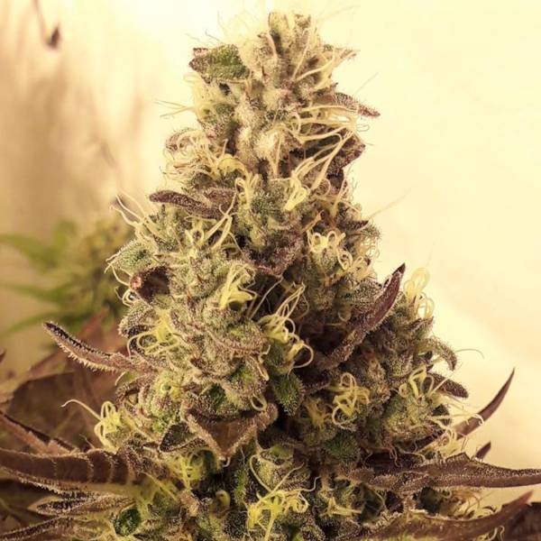 Cali Cookies (BSB Genetics) Feminisoidut