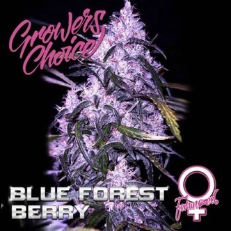 Blue Forest Berry (Grower's Choice) feminisoidut kannabiksen siemenet