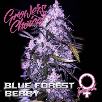 Blue Forest Berry (Growers Choice) Feminisoidut