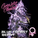 Blue Forest Berry (Growers Choice) Feminisoidut