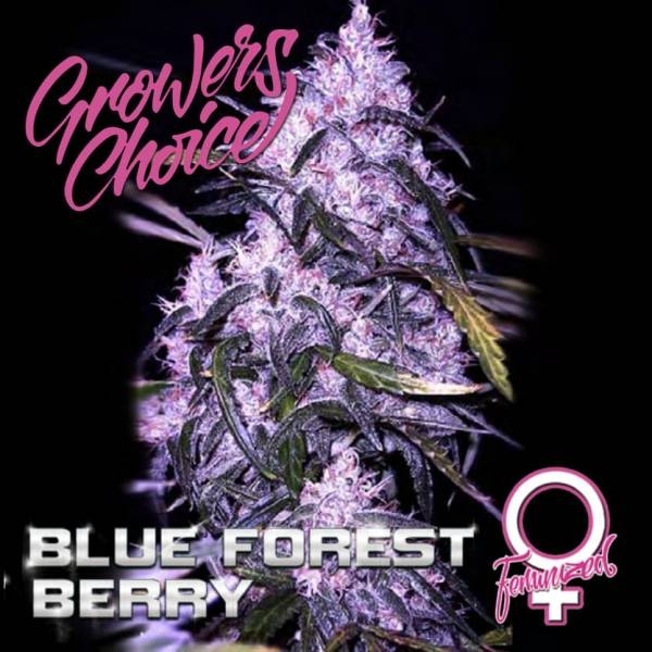Blue Forest Berry (Growers Choice) Feminisoidut