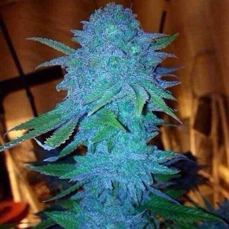 Blue Forest Berry (Growers Choice) Feminisoidut