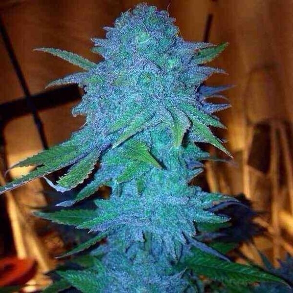 Blue Forest Berry (Growers Choice) Feminisoidut