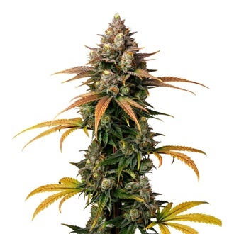 Brain Damage (Growers Choice) Feminisoidut