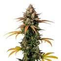 Brain Damage (Growers Choice) Feminisoidut