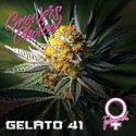 Gelato 41 (Growers Choice) Feminisoidut