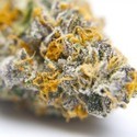 Gelato 41 (Growers Choice) Feminisoidut
