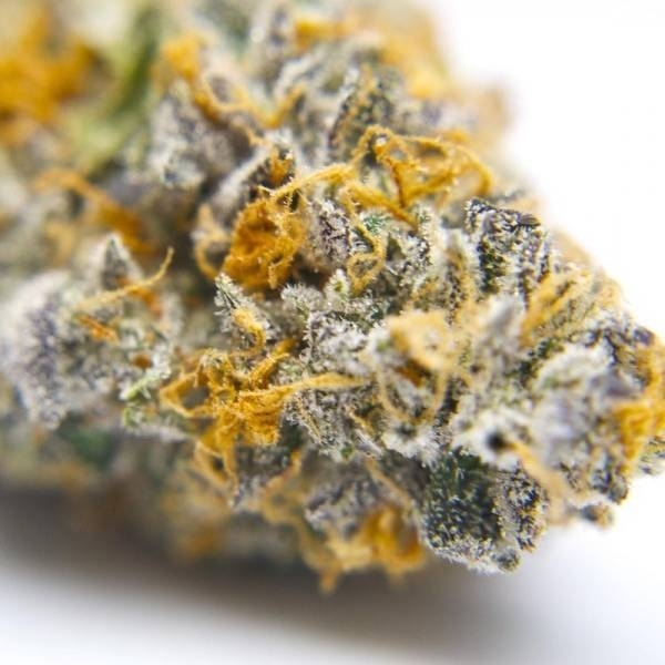 Gelato 41 (Growers Choice) Feminisoidut