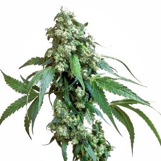 Jack Flash 5 (Sensi Seeds) Feminisoidut