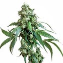 Jack Flash 5 (Sensi Seeds) Feminisoidut