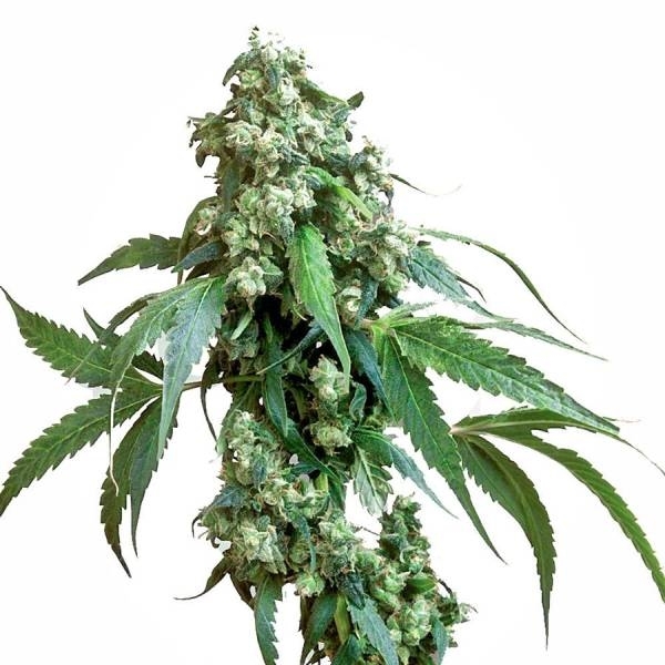 Jack Flash 5 (Sensi Seeds) Feminisoidut