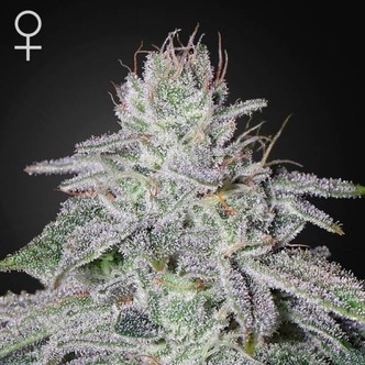 Franco's Lemon Cheese (Greenhouse Seeds) feminisoidut kannabiksen siemenet