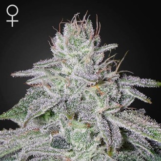 Franco's Lemon Cheese (Greenhouse Seeds) Feminisoidut