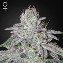 Franco's Lemon Cheese (Greenhouse Seeds) Feminisoidut