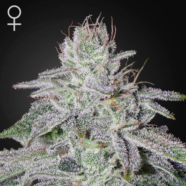 Franco's Lemon Cheese (Greenhouse Seeds) Feminisoidut