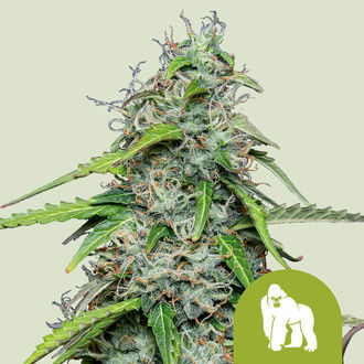 Royal Gorilla Autoflower (Royal Queen Seeds) Feminisoidut