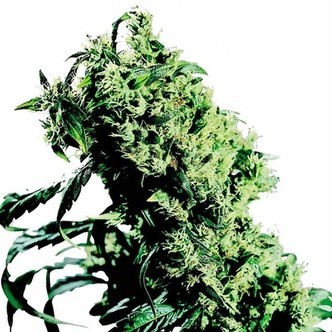 Northern Lights 5 x Haze (Sensi Seeds) feminisoidut
