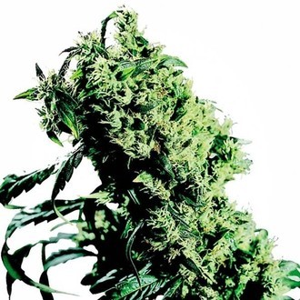 Northern Lights 5 x Haze (Sensi Seeds) Feminisoidut