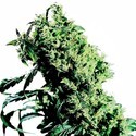 Northern Lights 5 x Haze (Sensi Seeds) Feminisoidut