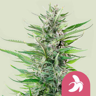 Fat Banana (Royal Queen Seeds) Feminisoidut kannabiksen siemenet