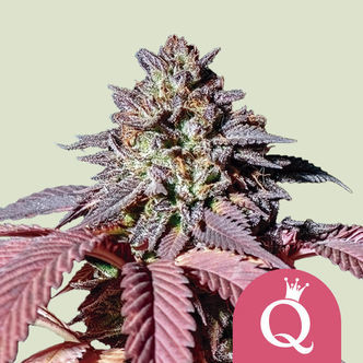 Purple Queen (Royal Queen Seeds) Feminisoidut