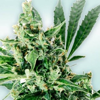 Atlant CBD (VIP Seeds) Feminisoidut