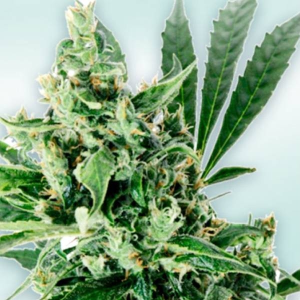 Atlant CBD (VIP Seeds) Feminisoidut