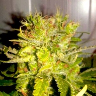 Lemon Haze (BSB Genetics) feminisoidut kannabiksen siemenet