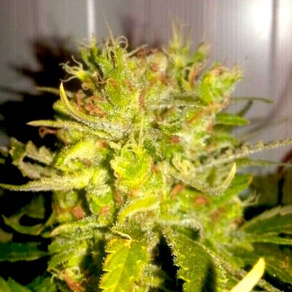 Lemon Haze (BSB Genetics) Feminisoidut