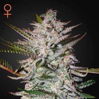 Holy Punch (Greenhouse Seeds) feminisoidut