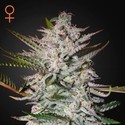 Holy Punch (Greenhouse Seeds) Feminisoidut
