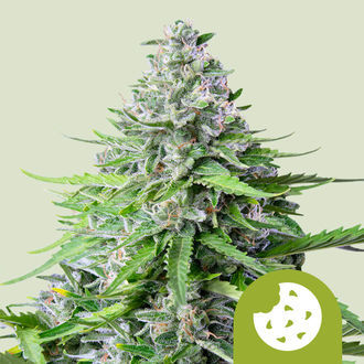 Royal Cookies Autoflower (Royal Queen Seeds) Feminisoidut