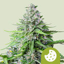 Royal Cookies Autoflower (Royal Queen Seeds) Feminisoidut
