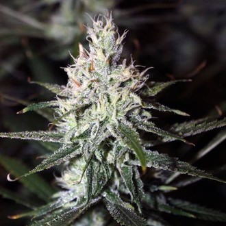 Moonshine Haze (Rare Dankness) Tavallinen