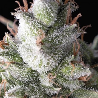 Ramses (Pyramid Seeds) Feminisoidut