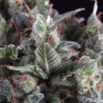 Olympia (Pyramid Seeds) feminisoidut kannabiksen siemenet