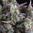 Olympia (Pyramid Seeds) Feminisoidut