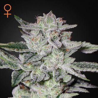 Sweet Valley Kush (Greenhouse Seeds) feminisoidut