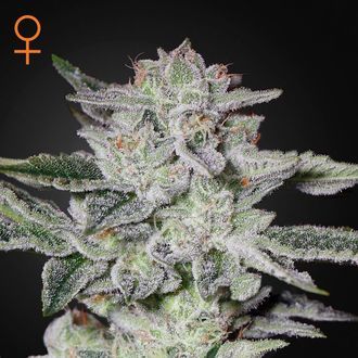 Sweet Valley Kush (Greenhouse Seeds) Feminisoidut