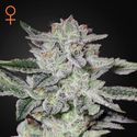 Sweet Valley Kush (Greenhouse Seeds) Feminisoidut