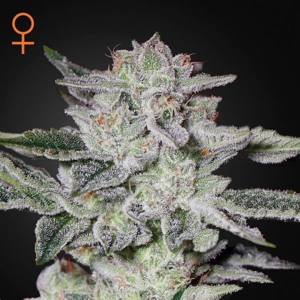 Sweet Valley Kush (Greenhouse Seeds) Feminisoidut