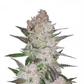 Cream Cookies Auto (FastBuds) Feminisoidut