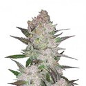 Cream Cookies Auto (FastBuds) Feminisoidut