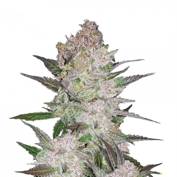 Cream Cookies Auto (FastBuds) Feminisoidut