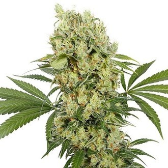 Medikit (Buddha Seeds) Feminisoidut