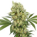 Medikit (Buddha Seeds) Feminisoidut
